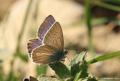 Polyommatus baytopi (Baytop